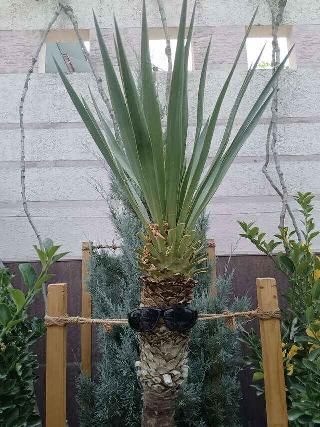 Гостиница Винговер Сукко-235